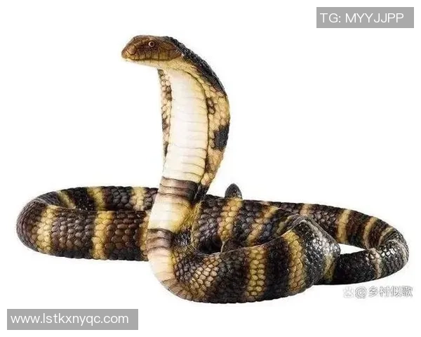 毒蛇草足球的魅力与挑战探讨：如何在竞技与生态中找到平衡