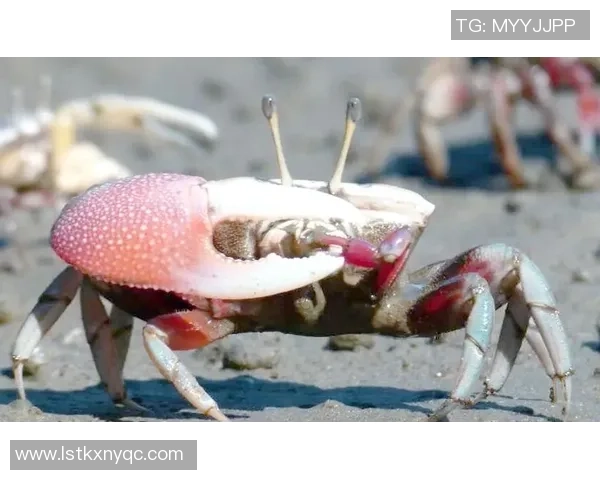 足球大闸蟹的美味之旅探索海鲜与运动的完美结合